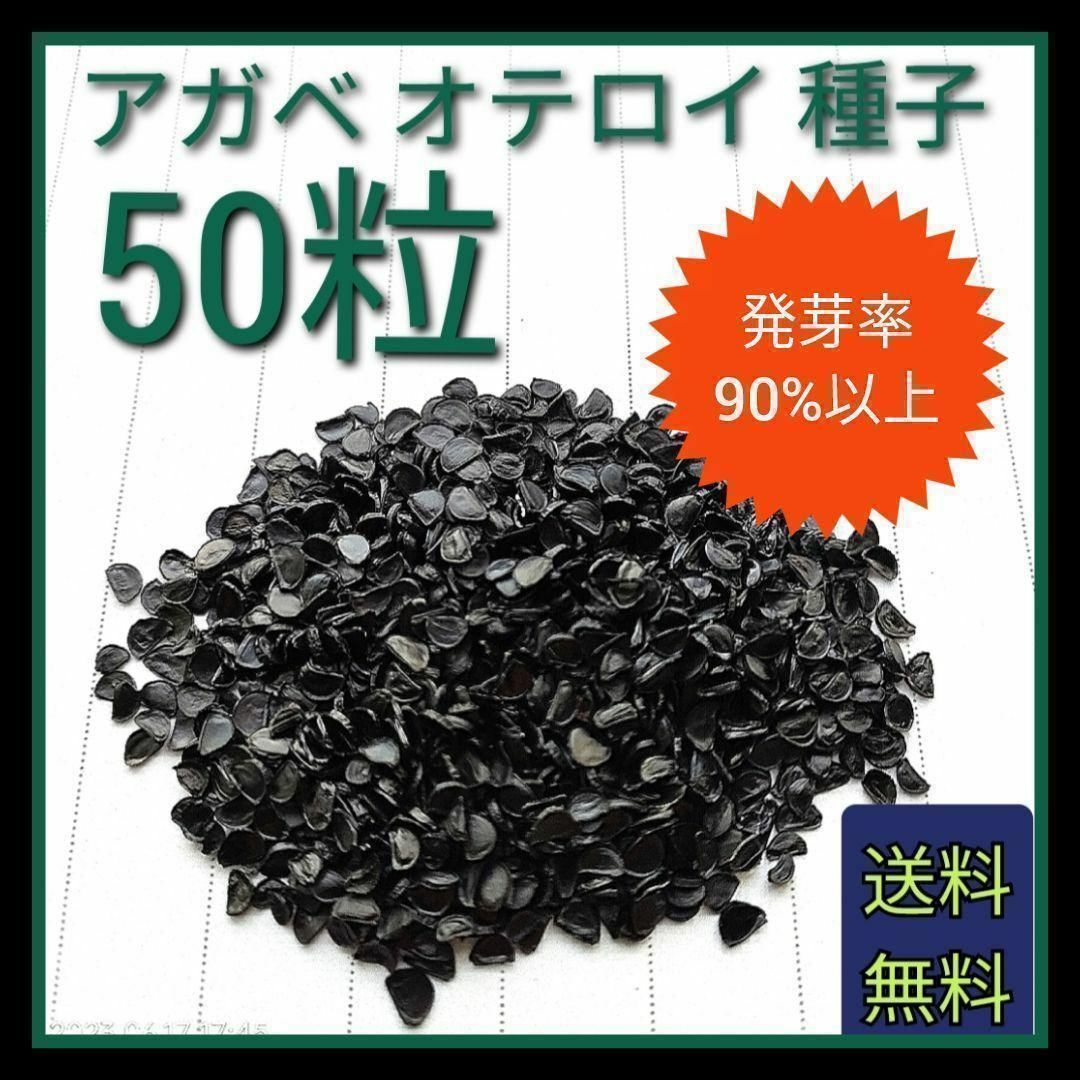 【即購入可】人気品種　アガベ　オテロイの種子　50粒 ハンドメイドのフラワー/ガーデン(その他)の商品写真