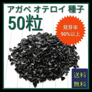 【即購入可】人気品種　アガベ　オテロイの種子　50粒(その他)