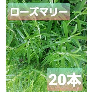 ローズマリーカット苗20本 熊本県産　農薬不使用　安心(その他)