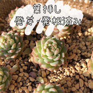 ❁発芽・発根済み❁ グロブローサ×ブルーミニマ 葉挿し10枚 多肉植物 (その他)