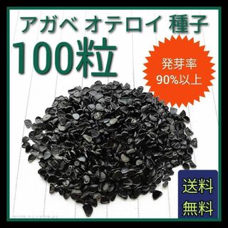 【即購入可】人気品種　アガベ　オテロイの種子　100粒(その他)