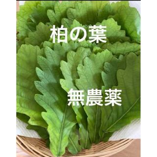 柏の葉　柏餅に　30枚➕(野菜)