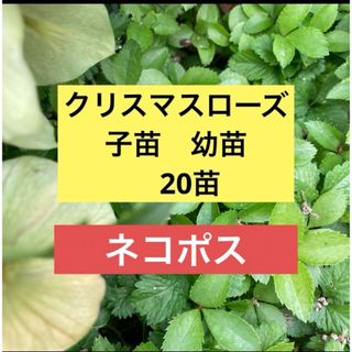 ネコポス配送　クリスマスローズ苗　子供苗　幼苗　20苗(その他)