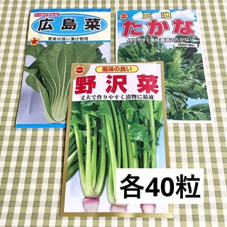 漬け物に 野菜の種 お裾分け  広島菜・たかな・野沢菜 各40粒＋α(野菜)