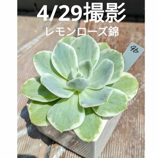 96♥レモンローズ錦♥　根あり　多肉植物(プランター)