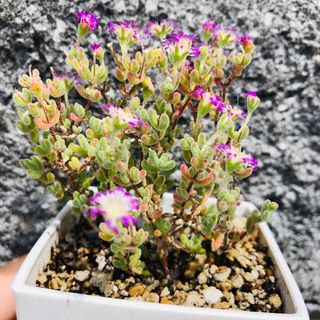 ドロサンテマム　氷晶　大苗　多肉植物(その他)