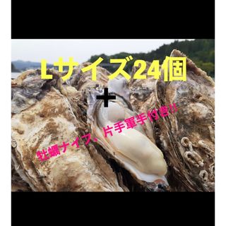 生牡蠣の名産地 南三陸産　Lサイズ真牡蠣24個＋牡蠣ナイフ、片手軍手付き‼︎(魚介)