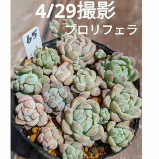 65♥プロリフェラ♥　根あり　多肉植物(プランター)