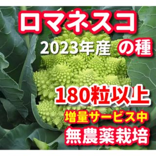 ロマネスコ種【180粒以上】★栽培期間中農薬不使用の種★令和5年産(野菜)