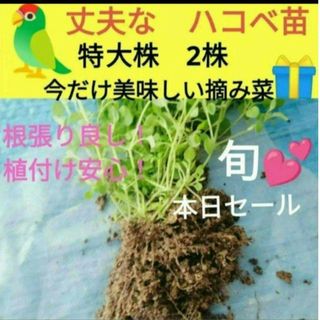 丈夫なハコベ苗　特大株　2株♥今だけ美味しい摘み菜プレゼント！(鳥)