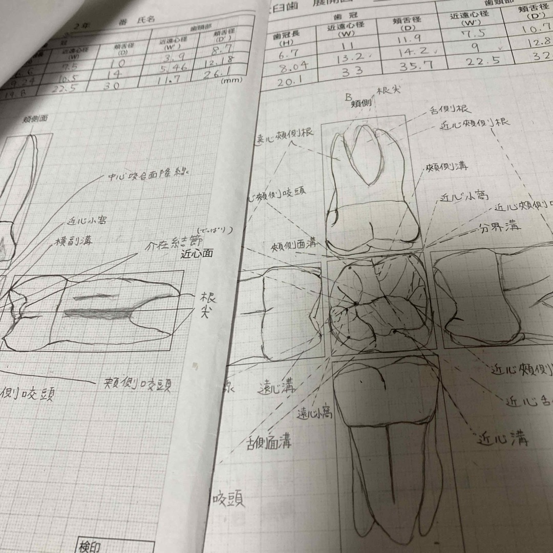 日本歯科大学　歯の解剖学実習テキスト＋資料 エンタメ/ホビーの本(資格/検定)の商品写真