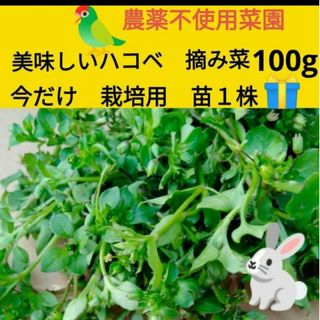 ハコベ摘み菜　100g ♥️今だけ栽培用苗　1株プレゼント！(鳥)