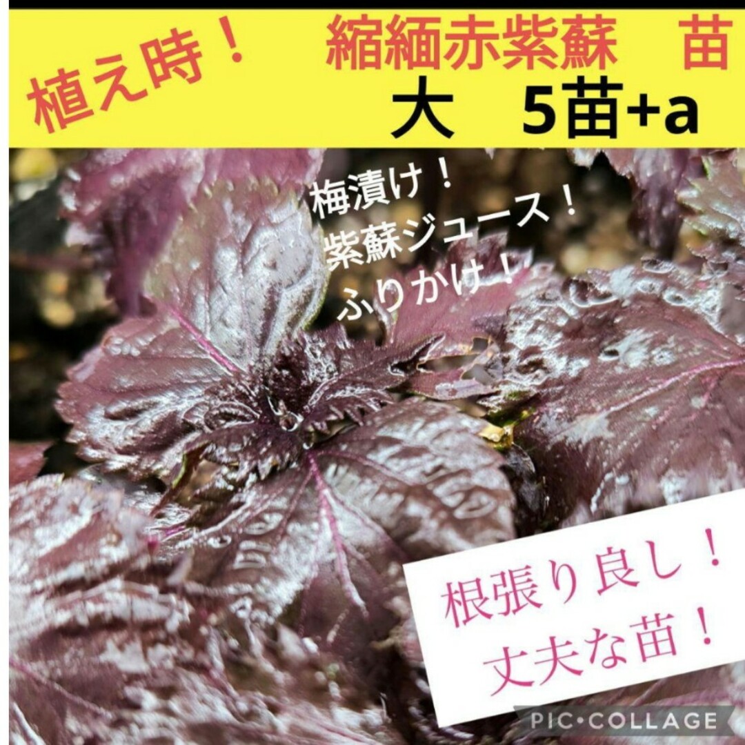 縮緬赤紫蘇苗　大5株+a 食品/飲料/酒の食品(野菜)の商品写真