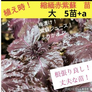 縮緬赤紫蘇苗　5株+a(野菜)