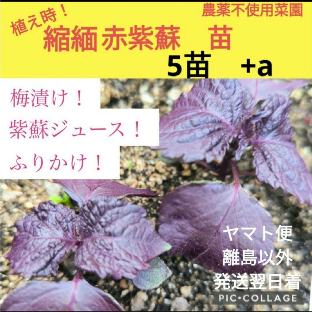 縮緬赤紫蘇苗　5株+a 食品/飲料/酒の食品(野菜)の商品写真