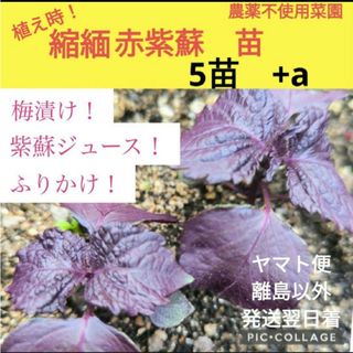 縮緬赤紫蘇苗　5株+a(野菜)