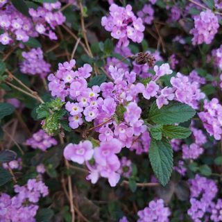 ランタナ紫　挿し木　10本(プランター)