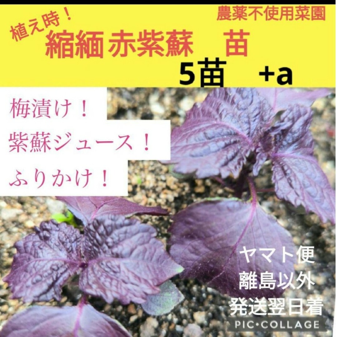 縮緬赤紫蘇苗　5株+a 食品/飲料/酒の食品(野菜)の商品写真