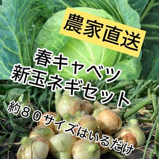 農家直送甘い春キャベツ、新玉ネギ約80サイズ入るだけ(野菜)