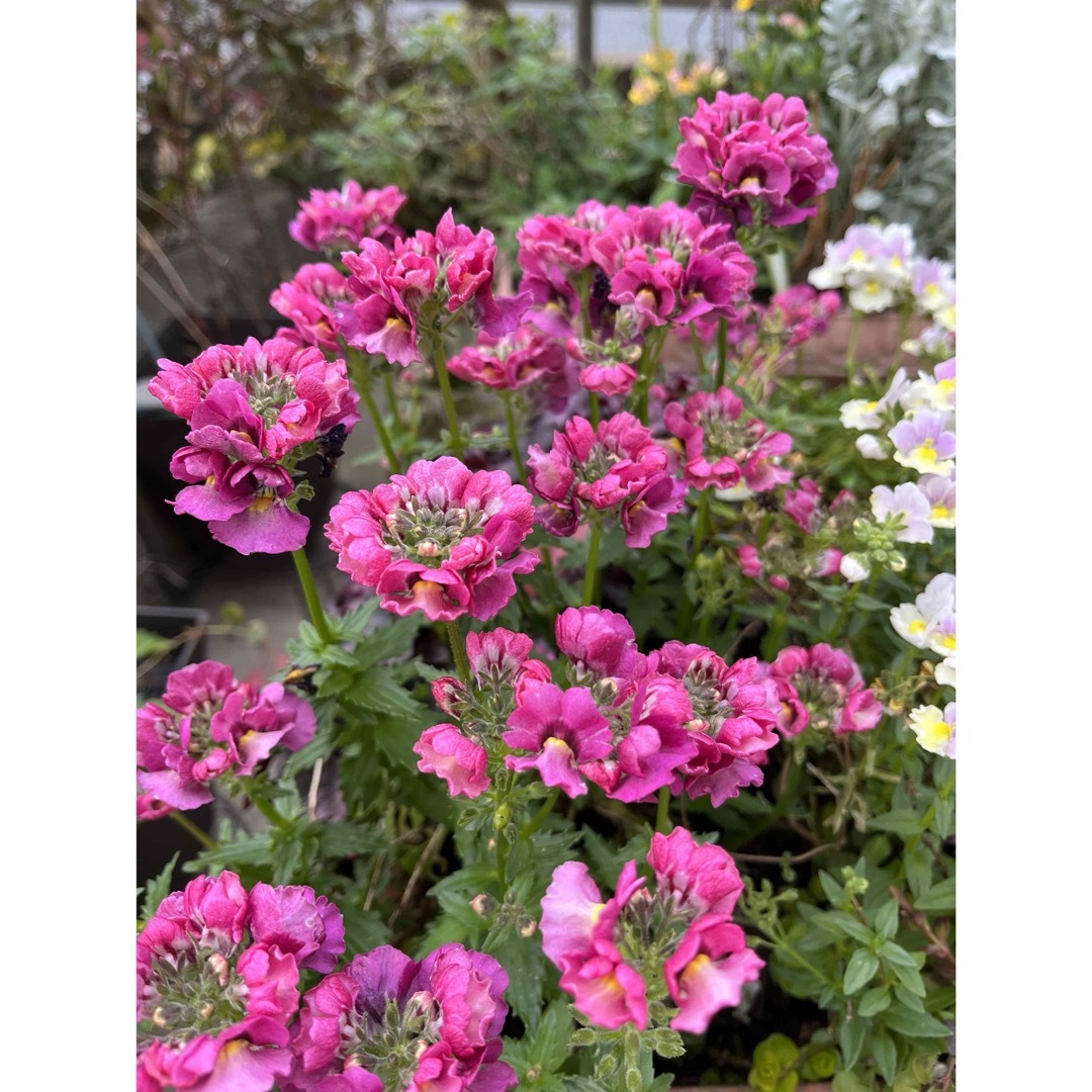 ネメシア花の種　50粒 ハンドメイドのフラワー/ガーデン(その他)の商品写真