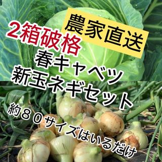 農家直送甘い春キャベツ、新玉ネギ約80サイズ入るだけ。2箱発送！(野菜)