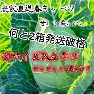 農家直送甘い春キャベツ約80サイズ入るだけ2箱発送！(野菜)