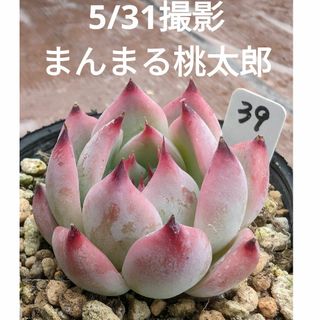 39♥まんまる桃太郎♥　根あり　多肉植物(プランター)