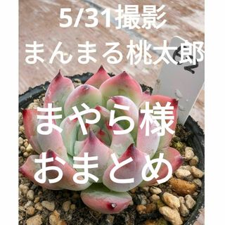 462♥まんまる桃太郎♥　根あり　多肉植物(プランター)