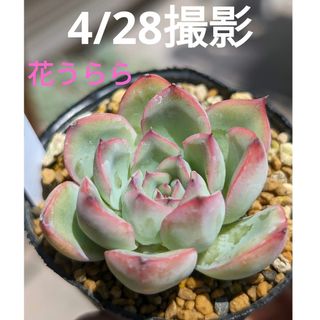 105♥花うらら♥　根あり　多肉植物(プランター)