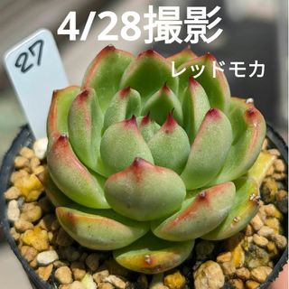 27♥レッドモカ♥　根あり　多肉植物(プランター)