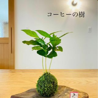 コーヒーの樹の苔玉(置物)