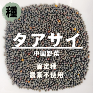 【種】タアサイ　ターサイ　無農薬　120粒(野菜)
