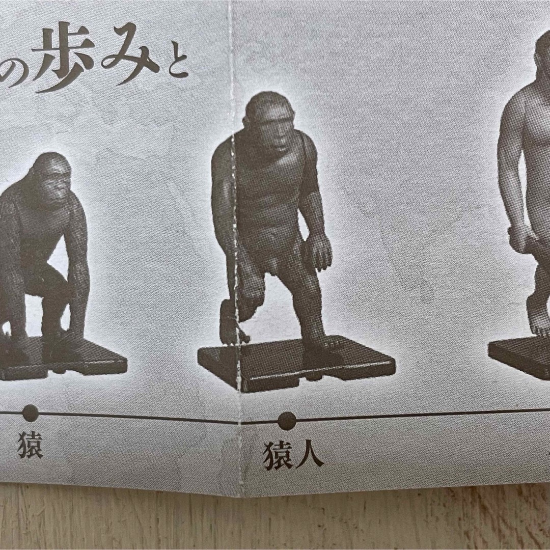 人類の進化　猿人 エンタメ/ホビーのおもちゃ/ぬいぐるみ(キャラクターグッズ)の商品写真