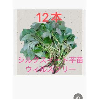 シルクスイート芋苗12本(野菜)