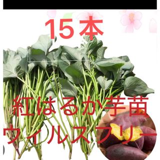 ベニはるか芋苗15本(野菜)