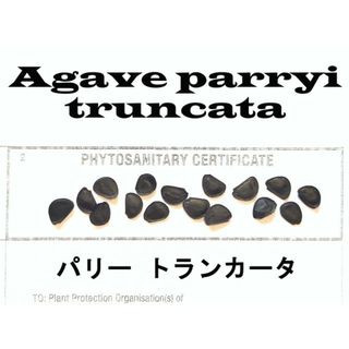 11月入荷 20粒+ パリー トランカータ 植物検疫証明書あり 種 種子(その他)