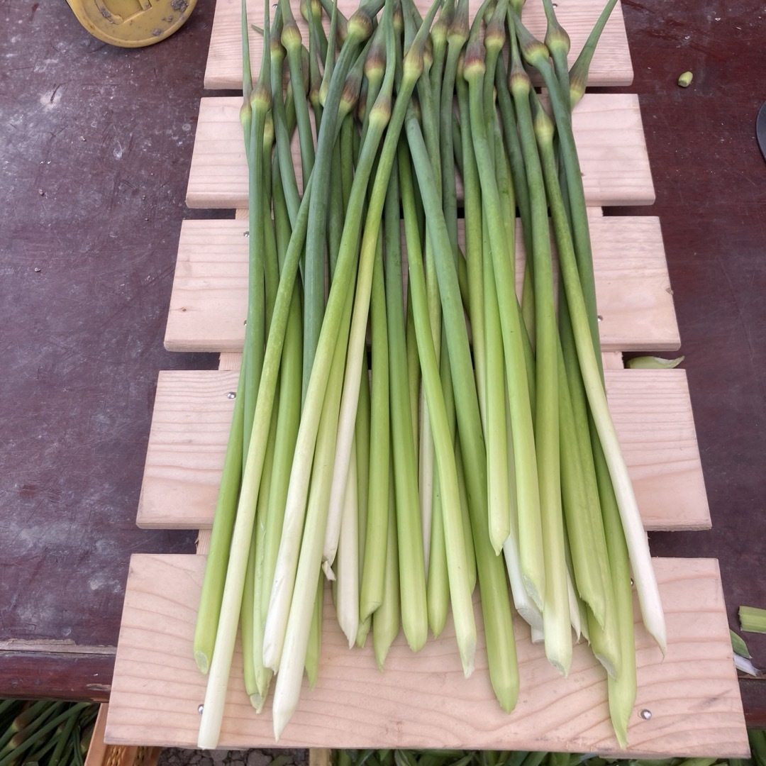 ニンニクジャンボの芽　農薬不使用　正味1.1kg 食品/飲料/酒の食品(野菜)の商品写真