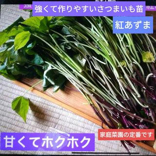 強くて作りやすい家庭菜園の定番(さつまいも苗)紅あずま/20本(野菜)