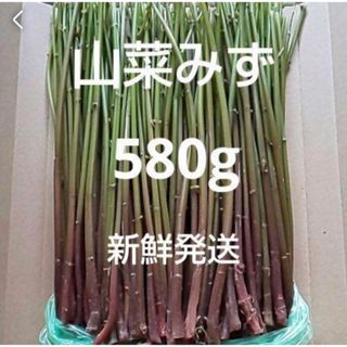 山菜　みず　ミズ　580g  新鮮発送(野菜)