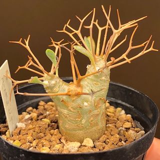 パキポ風速達！　ユーフォルビオイデス　オトンナ 多肉植物　塊根植物　実生