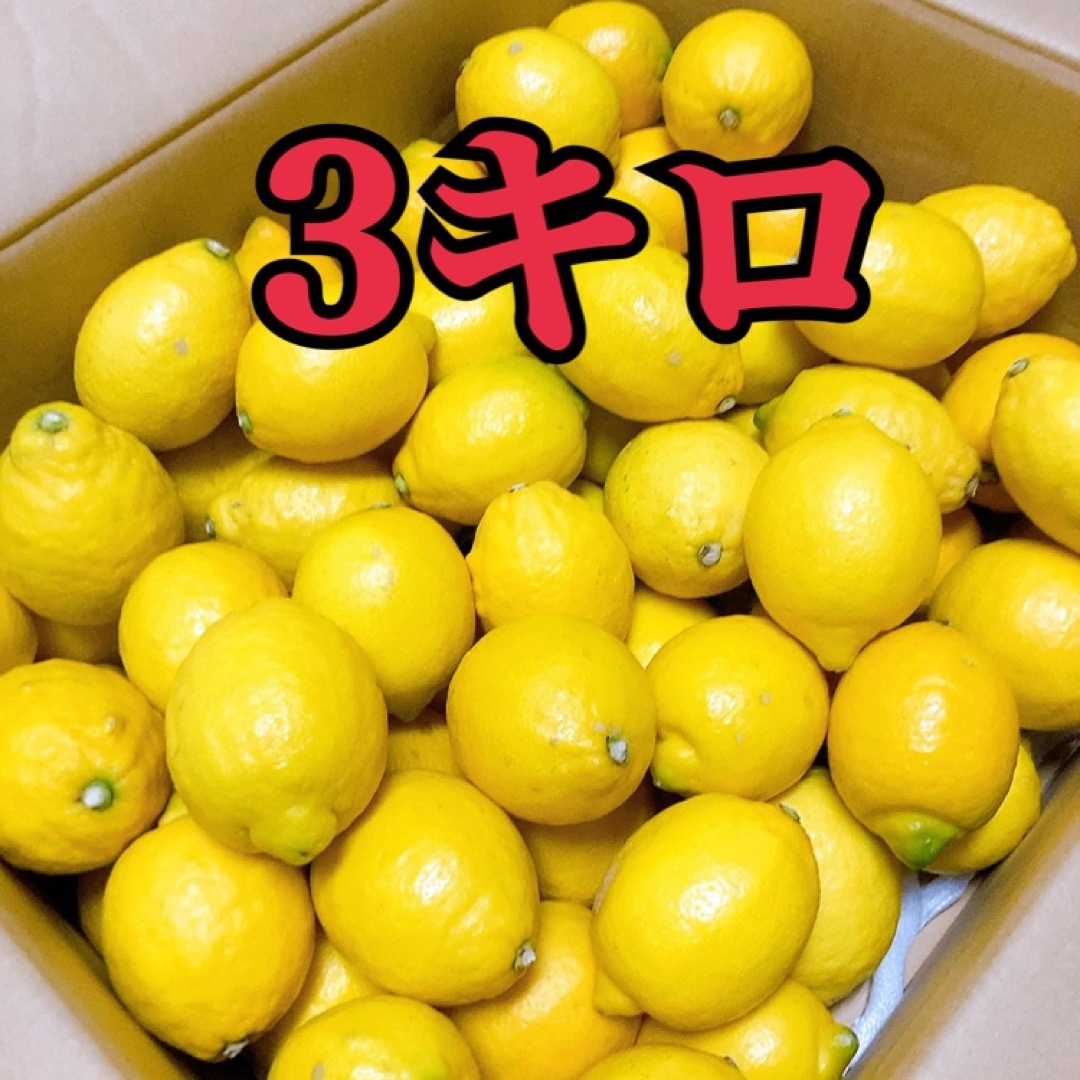 国産レモン　愛媛県産　　3キロ       食品/飲料/酒の食品(フルーツ)の商品写真
