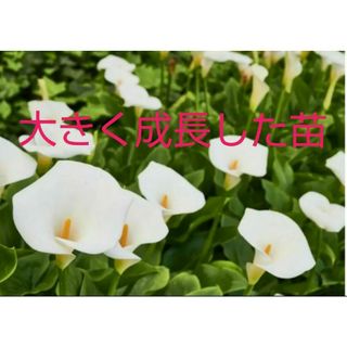 カラー 花球根 白 抜き苗 球根 観葉植物 群生植物 花の苗 鉢植え 地植え 苗(その他)