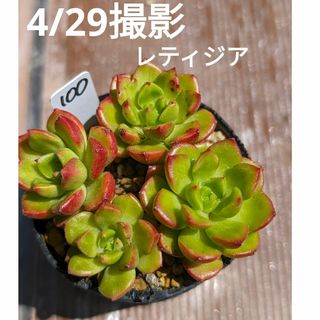 100♥レティジア♥　根あり　多肉植物(ドライフラワー)