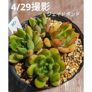 10♥ジェイドボンド♥　根あり　多肉植物(ドライフラワー)