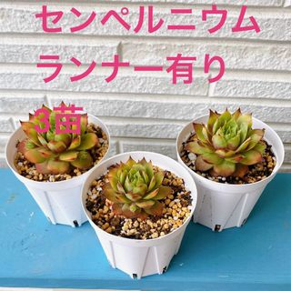 ■多肉植物■センペルニウム 3抜き苗