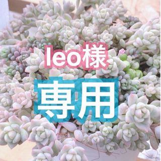 【leo様 専用】(その他)