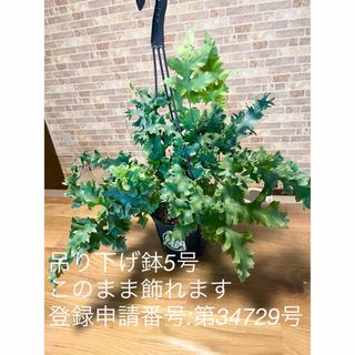 登録品種 フレボディウム ダバナ 観葉植物 吊り下げ(プランター)