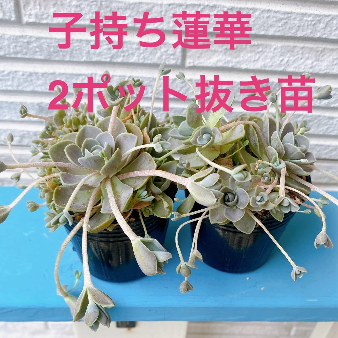 ■多肉植物■子持ち蓮華　抜き苗 ハンドメイドのフラワー/ガーデン(その他)の商品写真