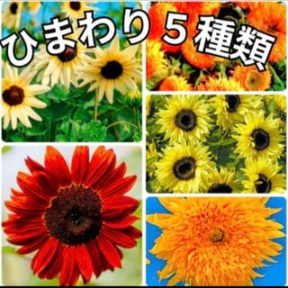 《珍しい品種5種類》花の種 ひまわり 種 八重咲き等  向日葵(その他)