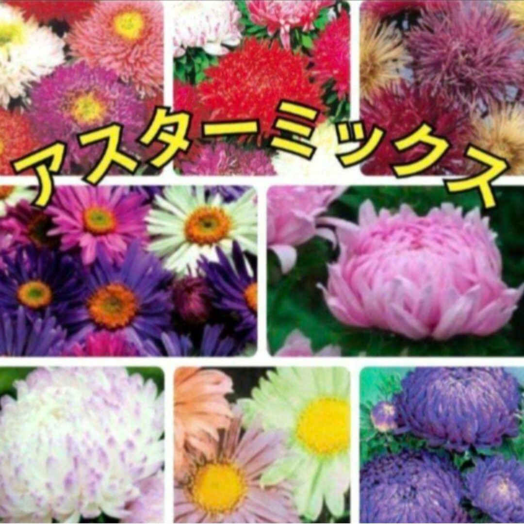 《カラフルミックス種》花の種 アスター  種 珍しい 品種 数種類  花の苗 ハンドメイドのフラワー/ガーデン(その他)の商品写真